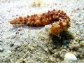 Holothuria impatiens